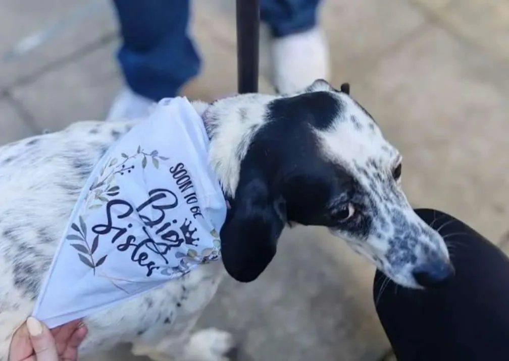 A black and white dog wearing a bandana printed with the words Soon to be Big Sister